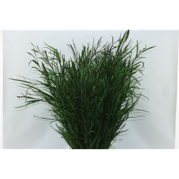 Grevillea Green 200gr 70cm 