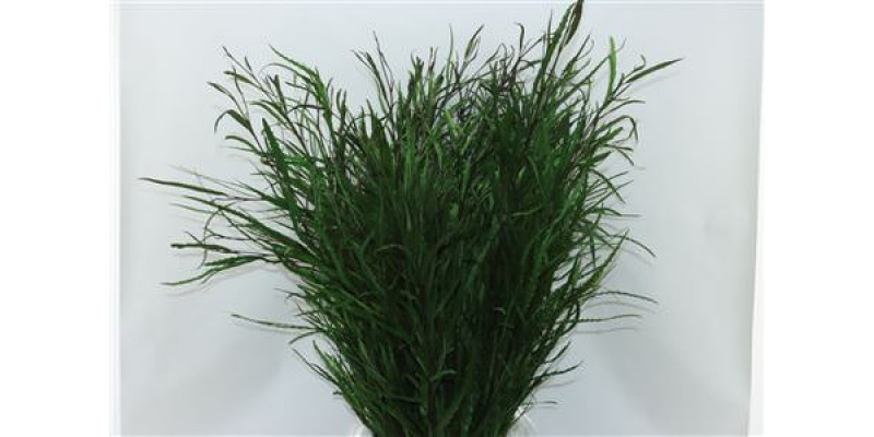 Grevillea Green 200gr 70cm 