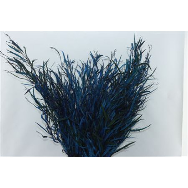 Grevillea Blue 200gr 70cm EX