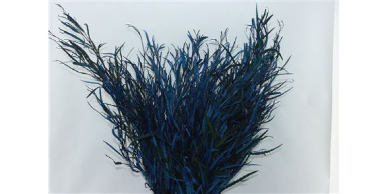 Grevillea Blue 200gr 70cm EX