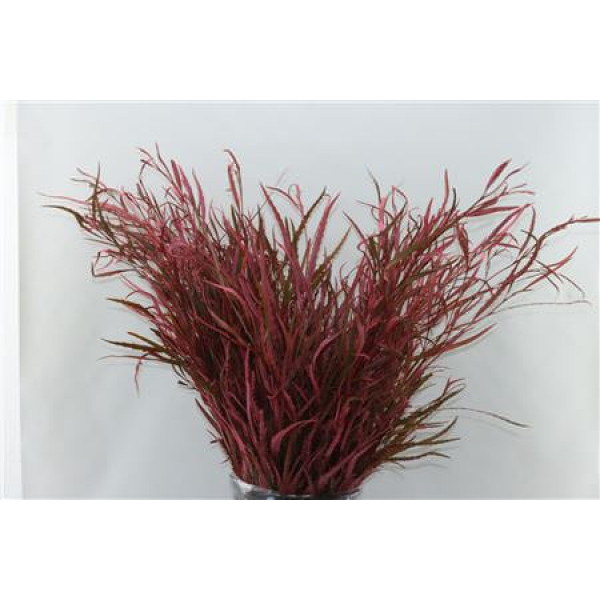 Grevillea Pink 200gr 70cm EX