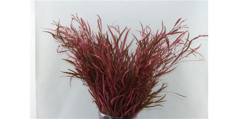 Grevillea Pink 200gr 70cm EX