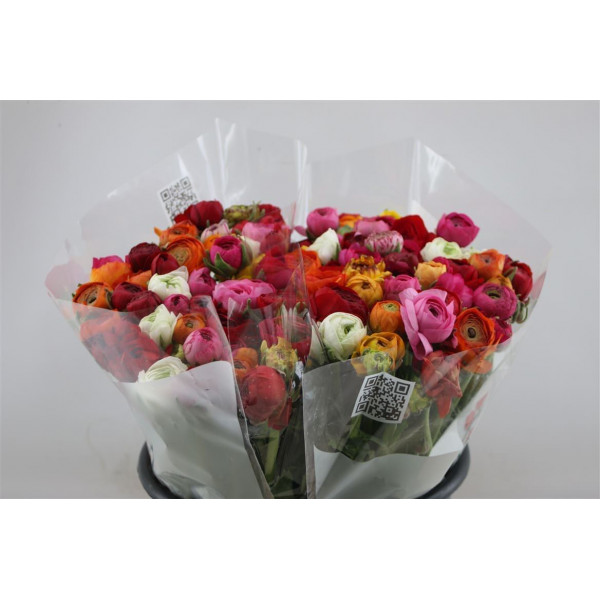 Ranunculus El Gemengd 45 A1Mixed