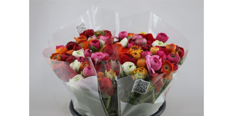 Ranunculus El Gemengd 45 A1Mixed