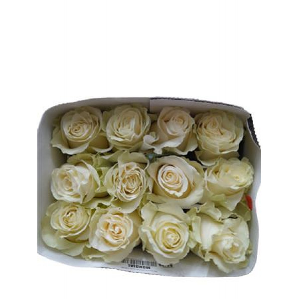 Rose Gr Eq Mondial 60cm A1