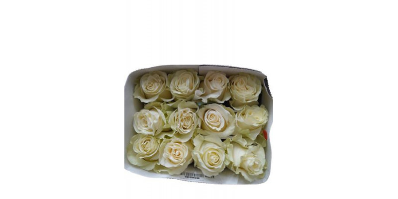 Rose Gr Eq Mondial 60cm A1