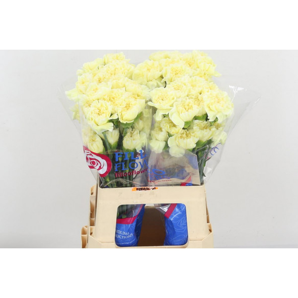 Dianthus St Polima Cream Fancy 70cm A1 Col-Yellow