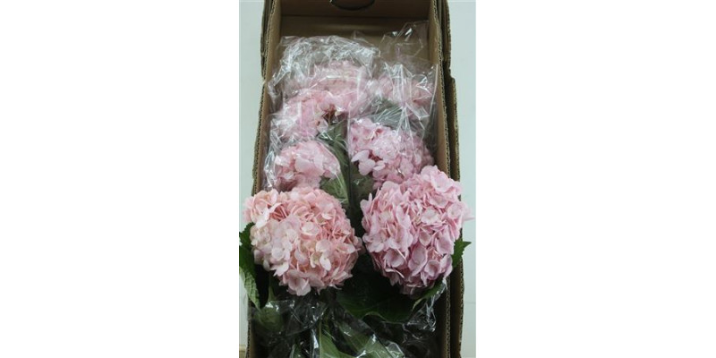 Hydr. M Box Pink Jumbo 60-20 60 cm A1