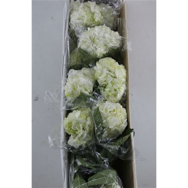 Hydr. M Box Prem White 60-18 60 cm A1