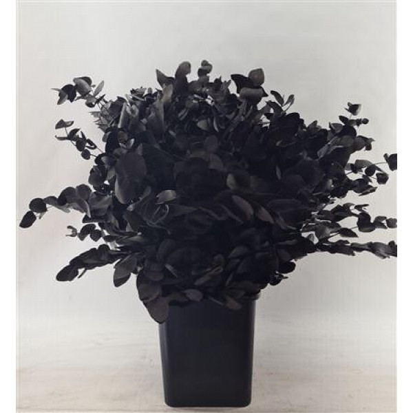 Eucalyptus Cinerea Painted Black 200gr 80cm 