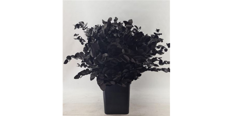 Eucalyptus Cinerea Painted Black 200gr 80cm 