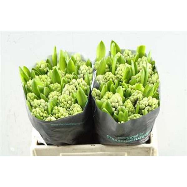 Hyacynthus City Of Bradfor 30cm A1