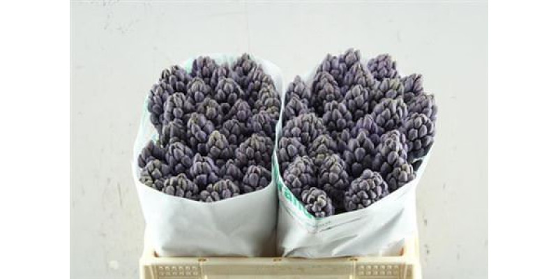 Hyacynthus Minos Extra hw 34cm A1