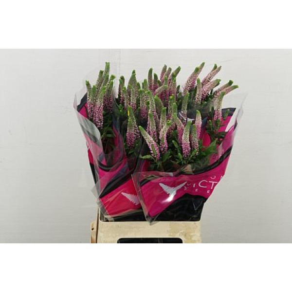 Veronica Pink Light Victory 70 cm A1