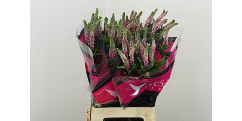 Veronica Pink Light Victory 70 cm A1