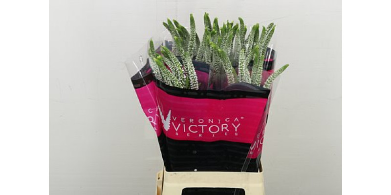 Veronica White Victory 70 cm A1