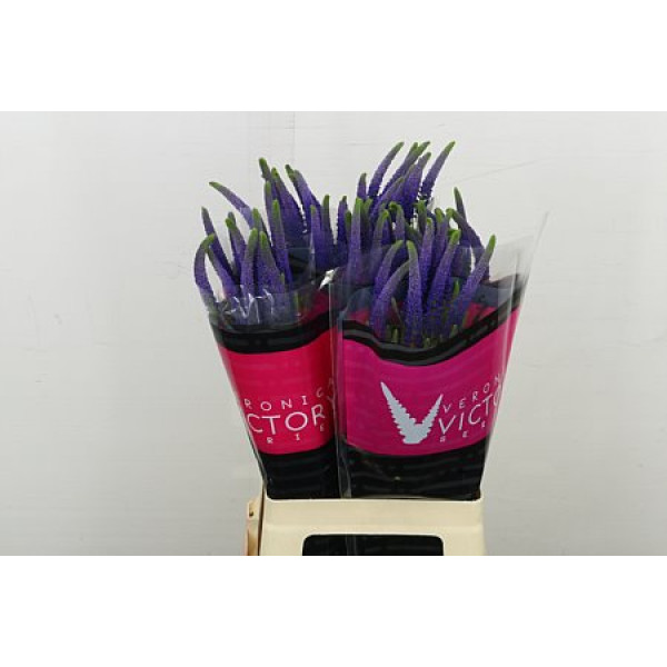 Veronica Blue Victory 70 cm A1