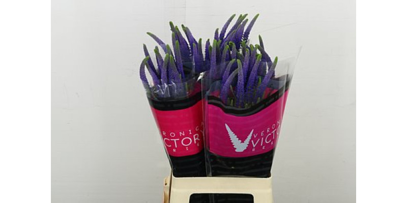 Veronica Blue Victory 70 cm A1