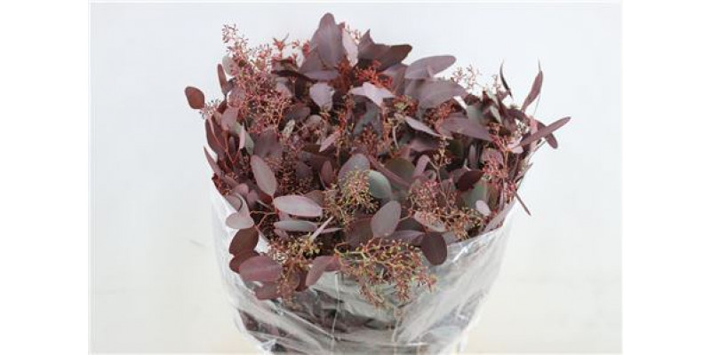 Eucalyptus Populus Flowers Red Abs 300gr 70cm 