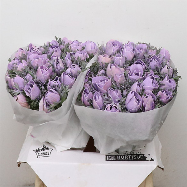 Anemone Poeder Milka Extra 45 Lavender