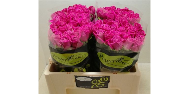 Rose Gr Aqua Power 50cm A1 Col-Pink