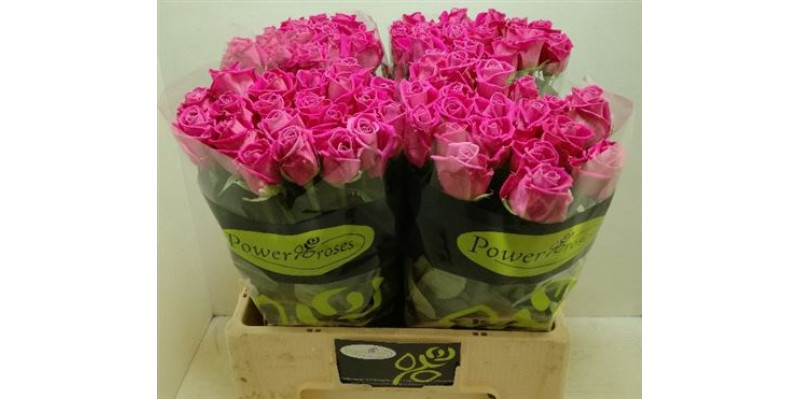 Rose Gr Aqua Power 60cm A1 Col-Pink