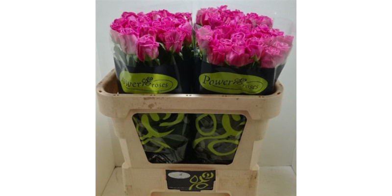 Rose Gr Aqua Power 70cm A1 Col-Pink