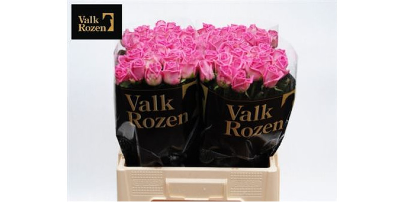 Rose Gr Aqua Valk 60cm A1 Col-Pink