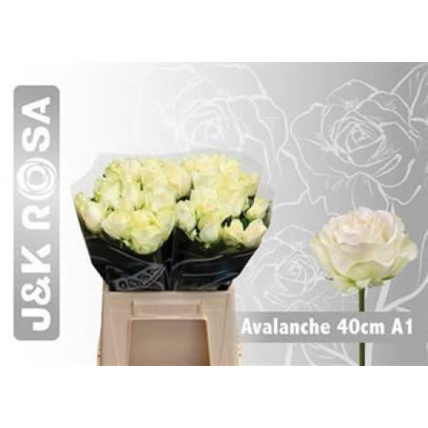 Rose Gr Avalanche J&k 40cm A1 Col-White