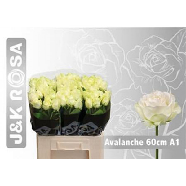 Rose Gr Avalanche J&k 60cm  Col-White