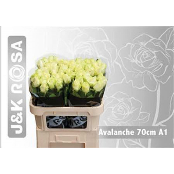 Rose Gr Avalanche J&k 70cm A1 Col-White