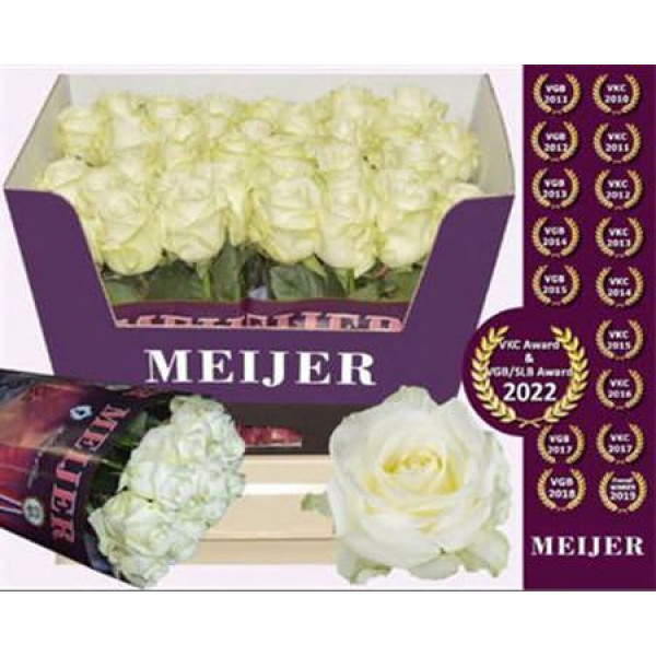 Rose Gr Avalanche Meijer 60cm  Col-White