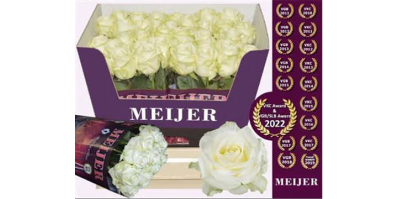 Rose Gr Avalanche Meijer 60cm  Col-White