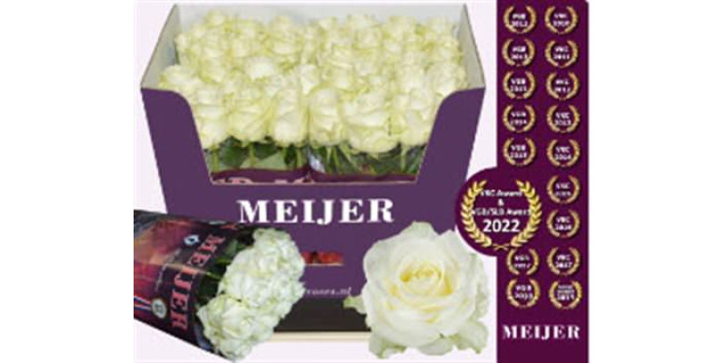 Rose Gr Avalanche Meijer 70cm  Col-White