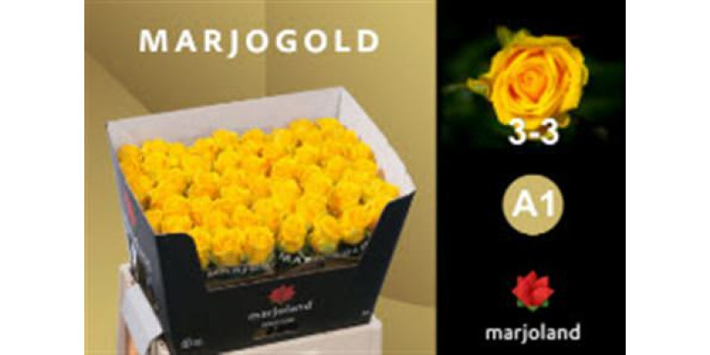 Rose Gr Penny Lane Marjoland 60cm  Col-Yellow