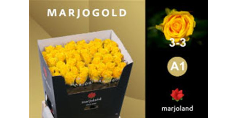 Rose Gr Penny Lane Marjoland 70cm  Col-Yellow