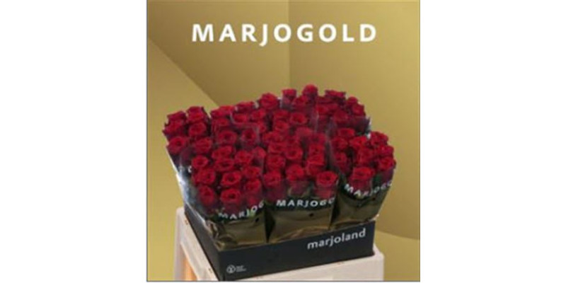 Rose Gr Red Naomi Marjoland 60cm A1 Col-Red