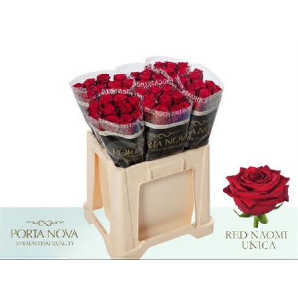 Rose Gr Red Naomi Porta Nova 60cm  Col-Red