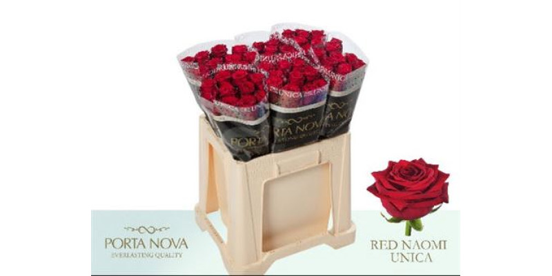 Rose Gr Red Naomi Porta Nova 60cm  Col-Red
