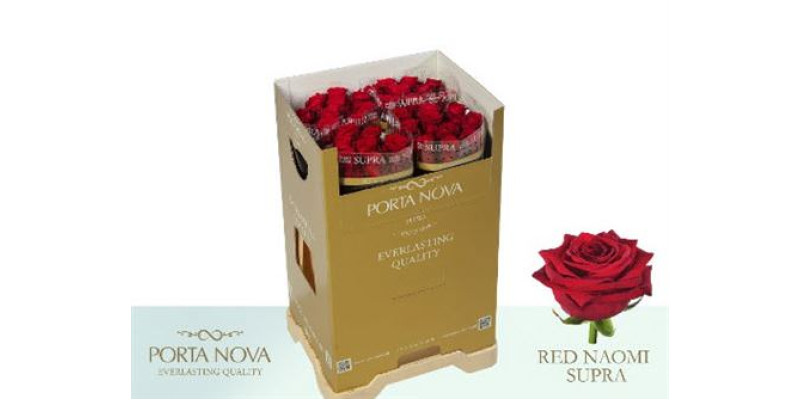 Rose Gr Red Naomi Supra 60cm  Col-Red