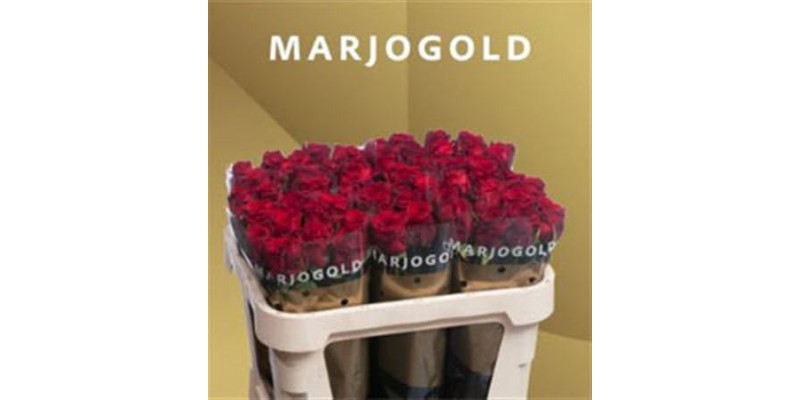 Rose Gr Red Naomi Marjoland 70cm A1 Col-Red