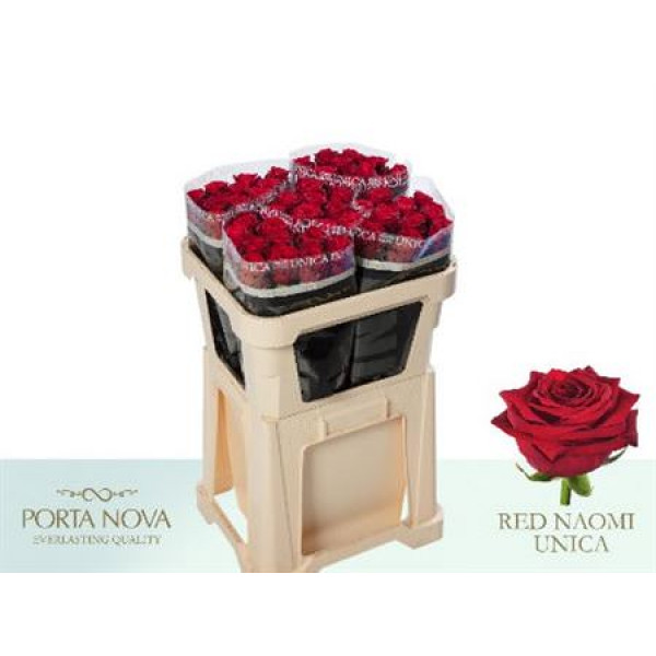 Rose Gr Red Naomi Porta Nova 70cm  Col-Red