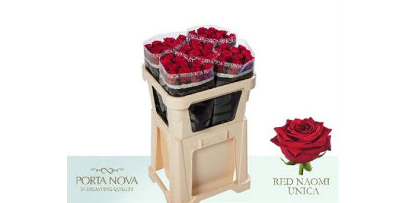 Rose Gr Red Naomi Porta Nova 70cm  Col-Red
