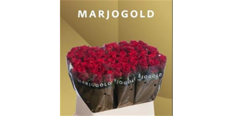 Rose Gr Red Naomi Marjoland 80cm A1 Col-Red