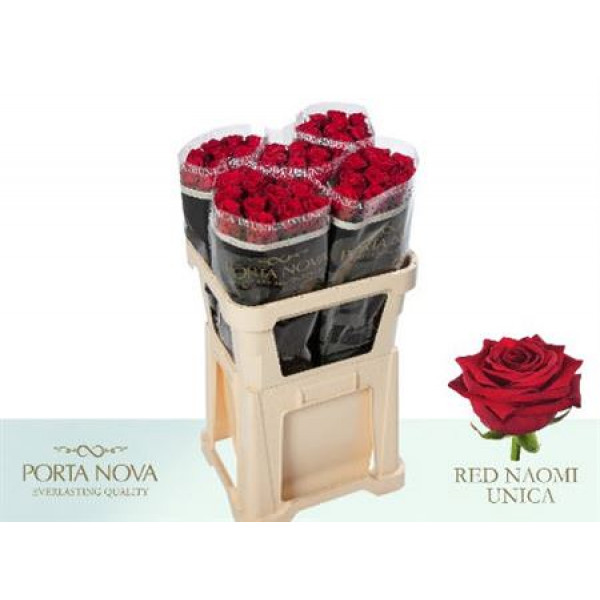 Rose Gr Red Naomi Porta Nova 80cm A1 Col-Red