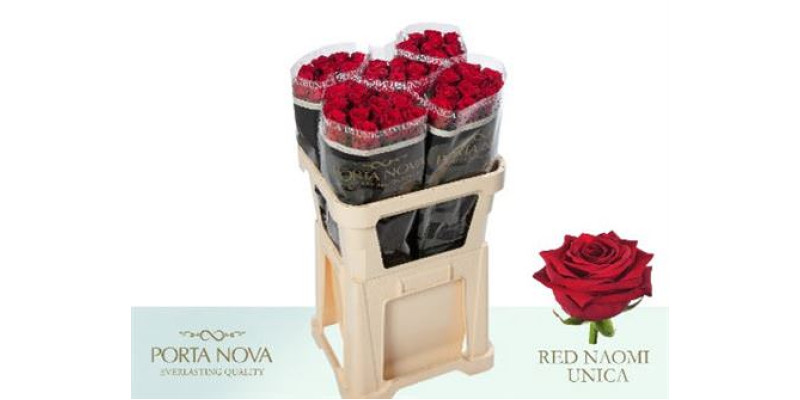 Rose Gr Red Naomi Porta Nova 80cm A1 Col-Red
