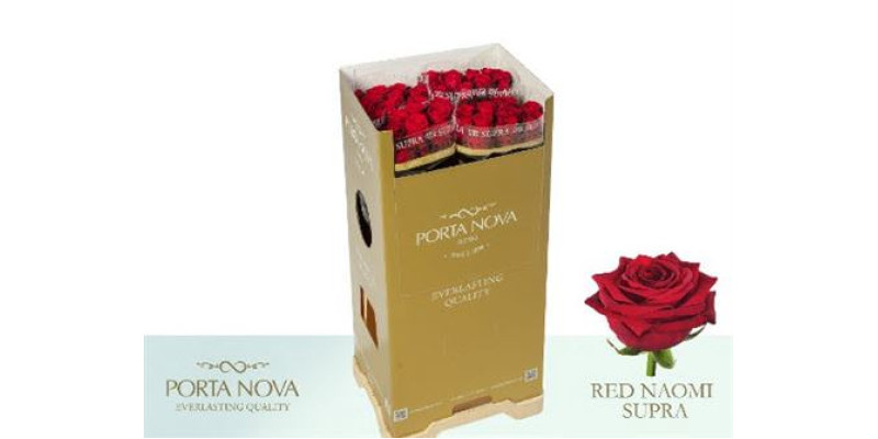 Rose Gr Red Naomi Supra 80cm  Col-Red