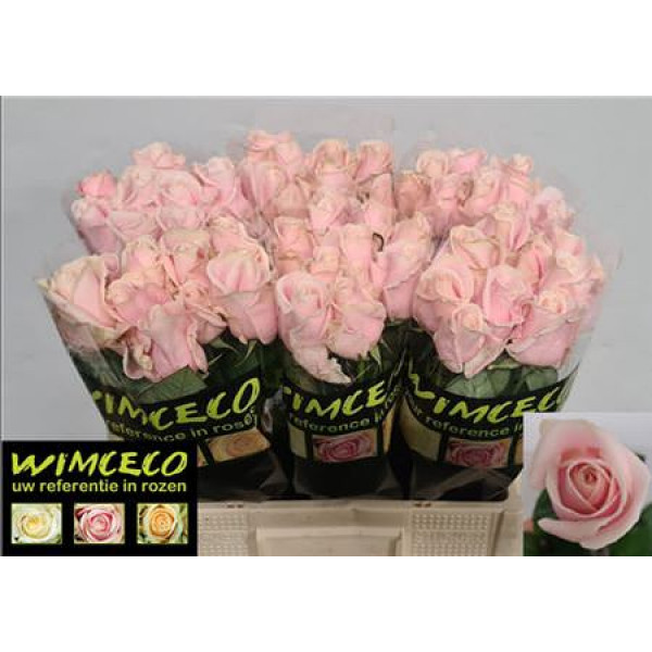 Rose Gr Sweet Avalanche Wimceco 60cm A1