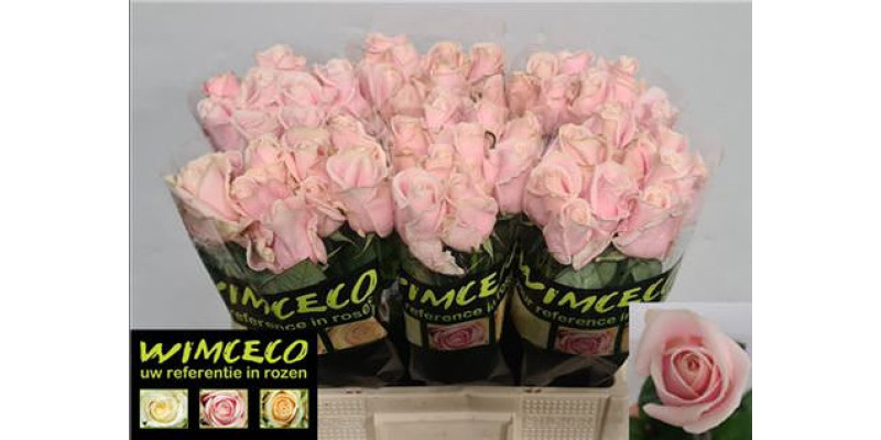 Rose Gr Sweet Avalanche Wimceco 60cm A1