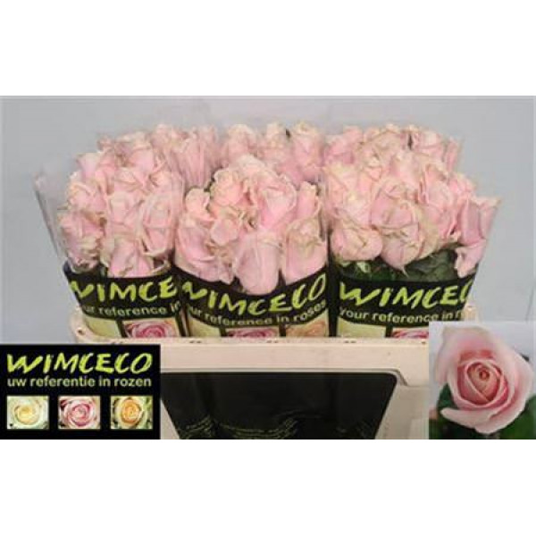 Rose Gr Sweet Avalanche Wimceco 70cm A1